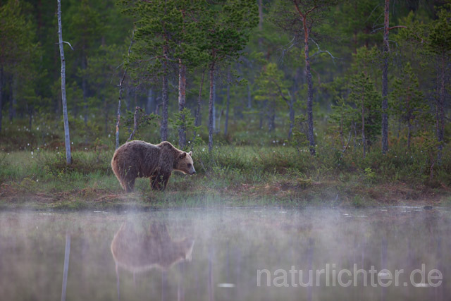 R9460 Braunbär, Brown Bear - Christoph Robiller