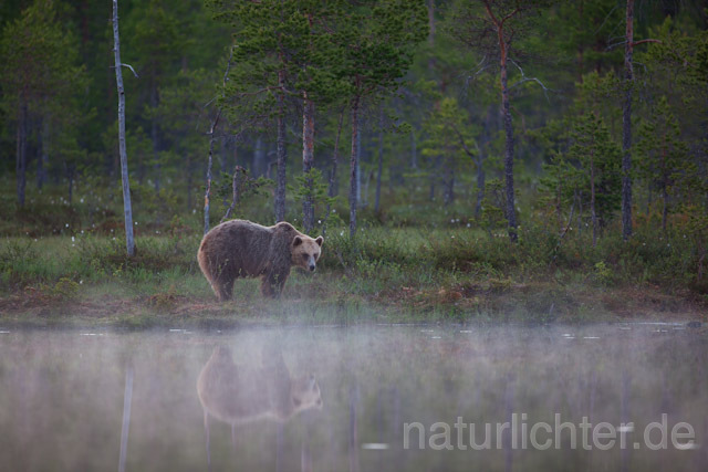 R9461 Braunbär, Brown Bear - Christoph Robiller