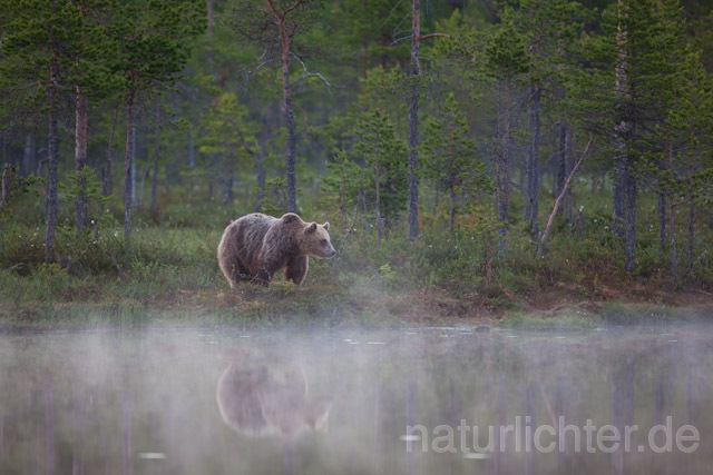 R9462 Braunbär, Brown Bear - Christoph Robiller