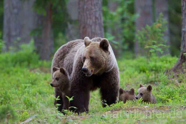 R9466 Braunbär mit Jungen, Brown Bear female with cubs - Christoph Robiller