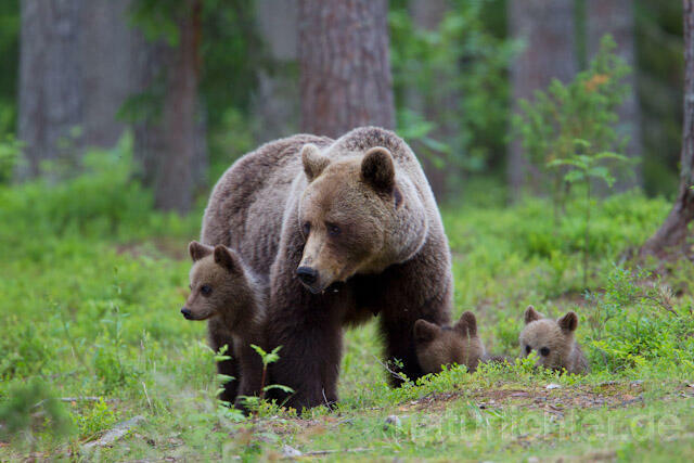 R9467 Braunbär mit Jungen, Brown Bear female with cubs - Christoph Robiller