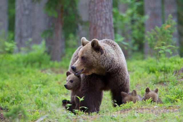 R9468 Braunbär mit Jungen, Brown Bear female with cubs - Christoph Robiller