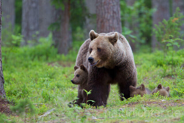 R9469 Braunbär mit Jungen, Brown Bear female with cubs - Christoph Robiller