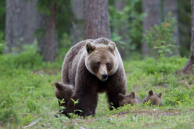 R9470 Braunbär mit Jungen, Brown Bear female with cubs - Christoph Robiller