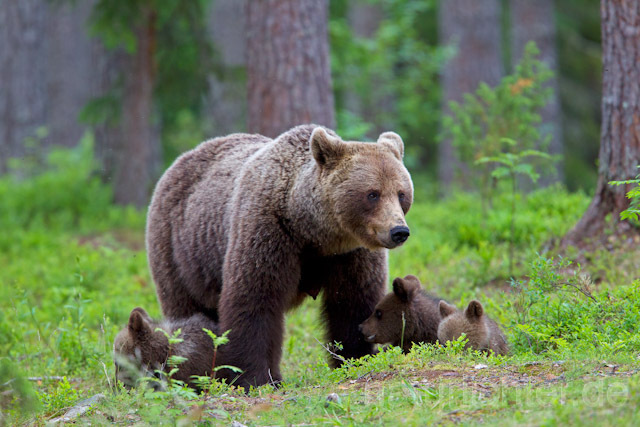 R9471 Braunbär mit Jungen, Brown Bear female with cubs - Christoph Robiller