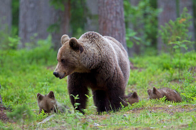 R9472 Braunbär mit Jungen, Brown Bear female with cubs - Christoph Robiller