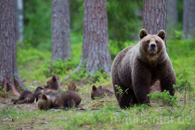 R9473 Braunbär mit Jungen, Brown Bear female with cubs - Christoph Robiller