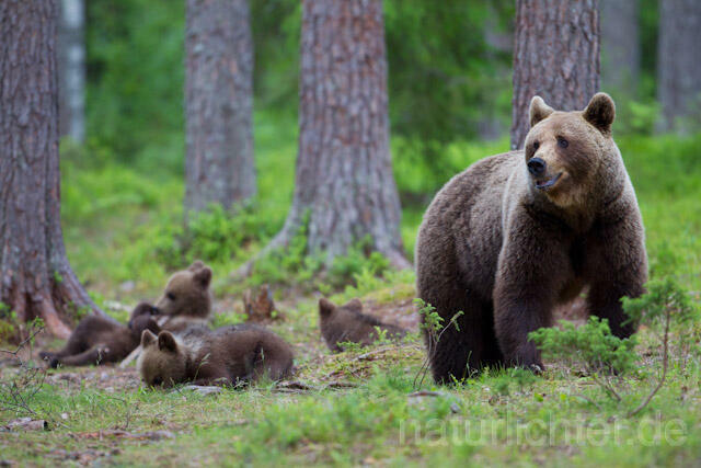 R9474 Braunbär mit Jungen, Brown Bear female with cubs - Christoph Robiller