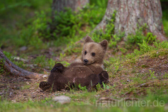 R9475 Braunbär Jungtier, Brown Bear cub - Christoph Robiller