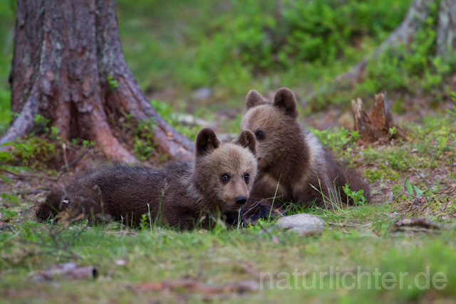 R9476 Braunbär Jungtier, Brown Bear cubs - Christoph Robiller