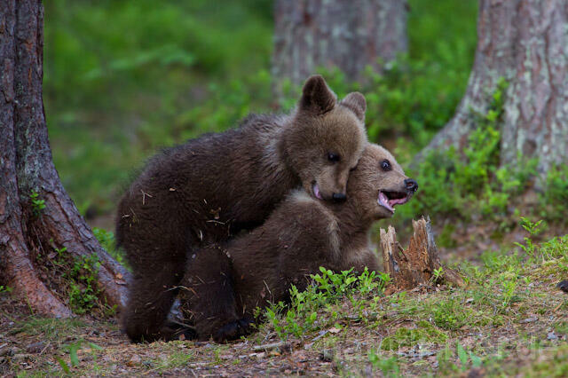 R9477 Braunbär Jungtier, Brown Bear cubs - Christoph Robiller