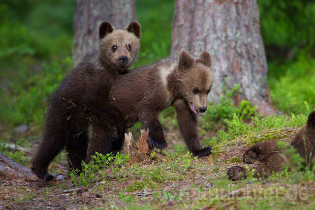 R9478 Braunbär Jungtier, Brown Bear cubs - Christoph Robiller
