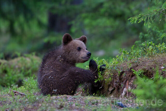 R9479 Braunbär Jungtier, Brown Bear cub - Christoph Robiller