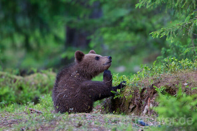 R9480 Braunbär Jungtier, Brown Bear cub - Christoph Robiller