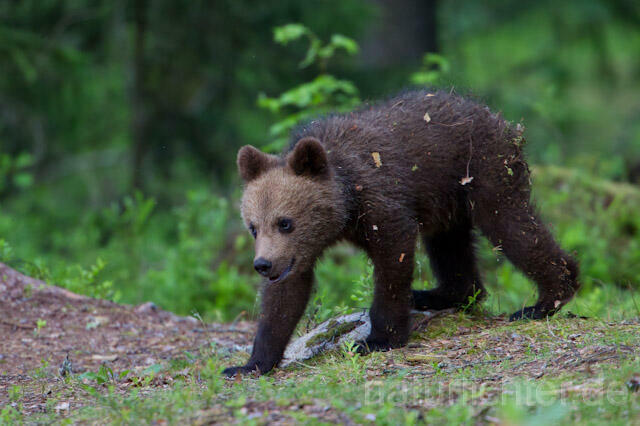 R9482 Braunbär Jungtier, Brown Bear cub - Christoph Robiller