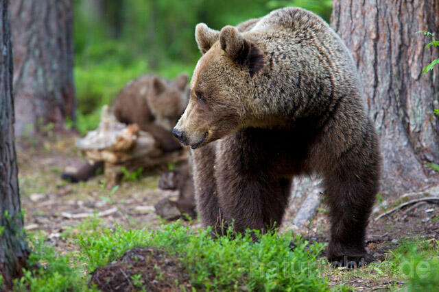 R9483 Braunbär mit Jungen, Brown Bear female with cubs - Christoph Robiller