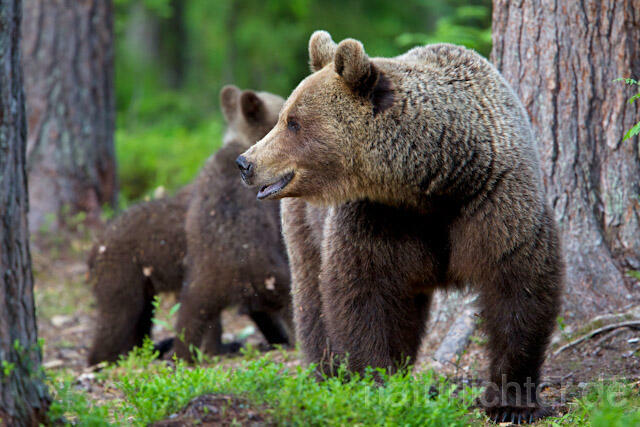 R9484 Braunbär mit Jungen, Brown Bear female with cubs - Christoph Robiller