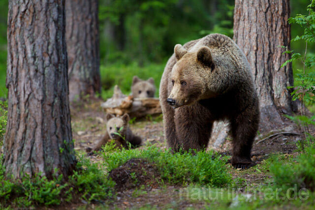 R9485 Braunbär mit Jungen, Brown Bear female with cubs - Christoph Robiller