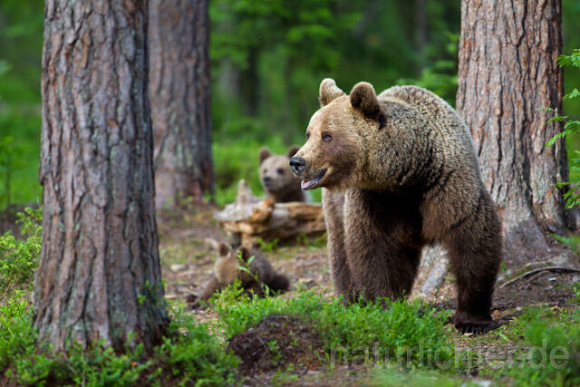 R9486 Braunbär mit Jungen, Brown Bear female with cubs - Christoph Robiller
