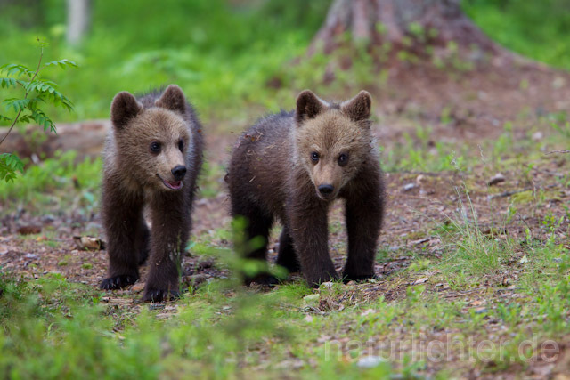 R9487 Braunbär Jungtier, Brown Bear cubs - Christoph Robiller