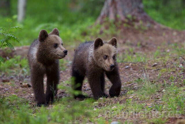 R9488 Braunbär Jungtier, Brown Bear cubs - Christoph Robiller