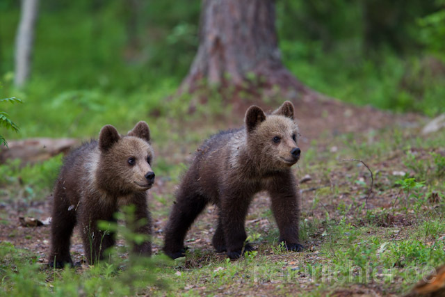 R9489 Braunbär Jungtier, Brown Bear cubs - Christoph Robiller