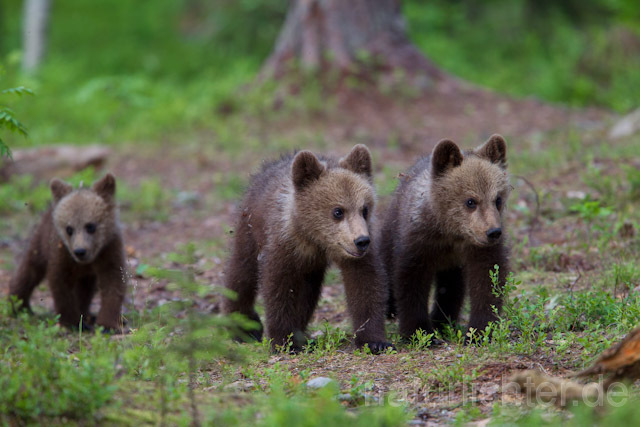 R9490 Braunbär Jungtier, Brown Bear cubs - Christoph Robiller