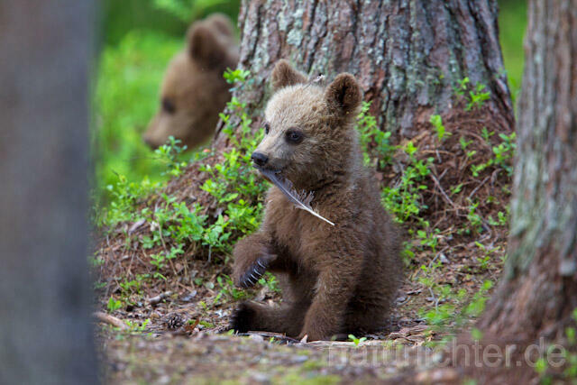 R9491 Braunbär Jungtier, Brown Bear cub - Christoph Robiller
