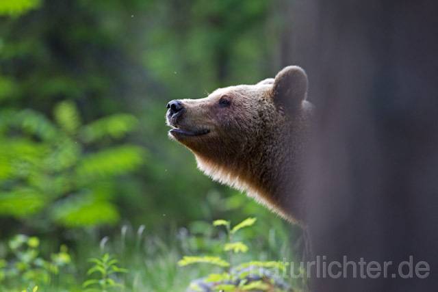 R9492 Braunbär, Brown Bear - Christoph Robiller