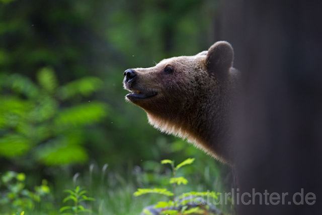 R9493 Braunbär, Brown Bear - Christoph Robiller