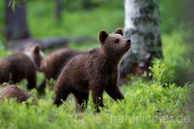 R9494 Braunbär Jungtier, Brown Bear cub - Christoph Robiller
