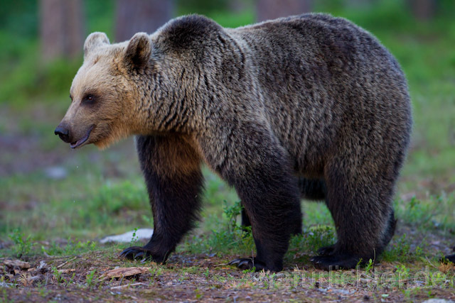 R9495 Braunbär, Brown Bear - Christoph Robiller