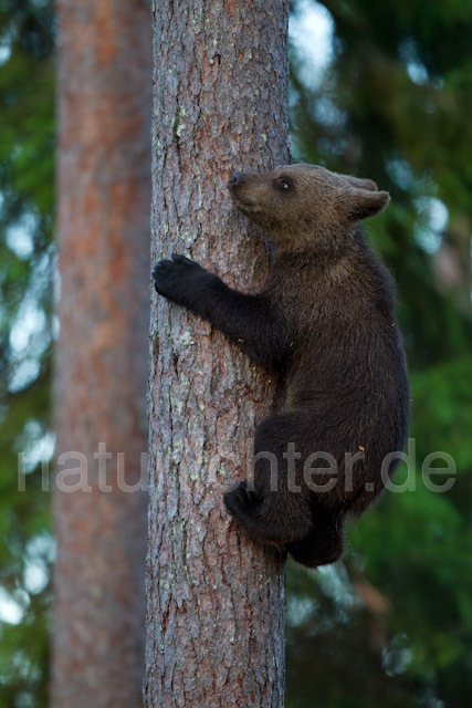 R9497 Braunbär Jungtier klettert auf Baum, Brown Bear cub climb up a tree - Christoph Robiller