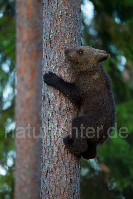 R9497 Braunbär Jungtier klettert auf Baum, Brown Bear cub climb up a tree - Christoph Robiller