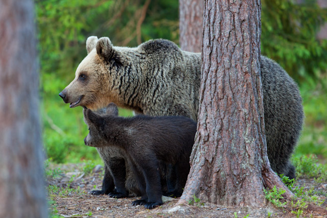 R9499 Braunbär mit Jungen, Brown Bear female with cubs - Christoph Robiller