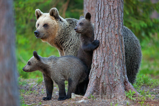 R9500 Braunbär mit Jungen, Brown Bear female with cubs - Christoph Robiller