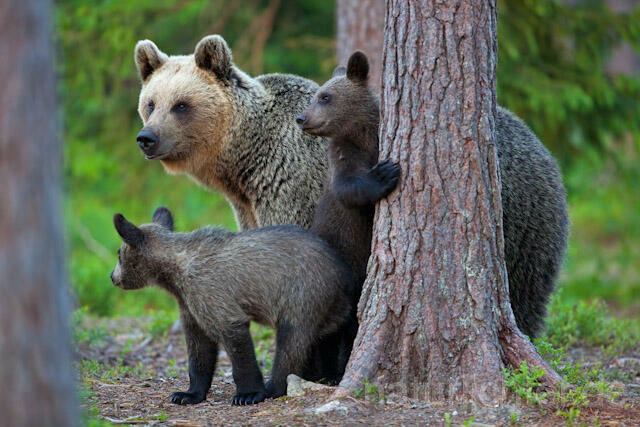 R9501 Braunbär mit Jungen, Brown Bear female with cubs - Christoph Robiller