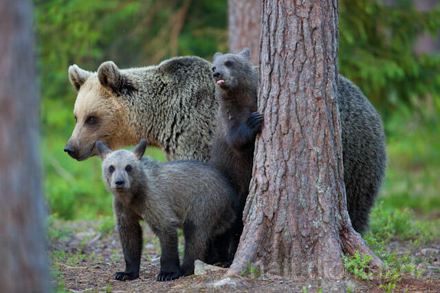 R9502 Braunbär mit Jungen, Brown Bear female with cubs - Christoph Robiller