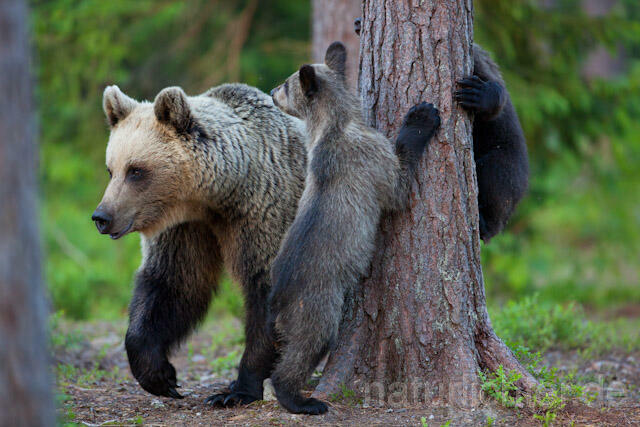 R9503 Braunbär mit Jungen, Brown Bear female with cubs - Christoph Robiller