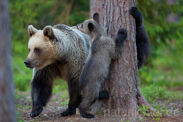 R9504 Braunbär mit Jungen, Brown Bear female with cubs - Christoph Robiller
