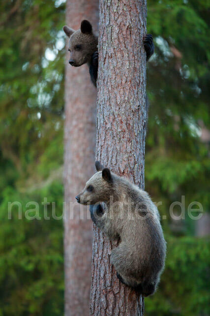 R9505 Braunbär Jungtiere klettern auf Baum, Brown Bear cubs climb up a tree - Christoph Robiller