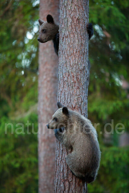 R9506 Braunbär Jungtiere klettern auf Baum, Brown Bear cubs climb up a tree - Christoph Robiller