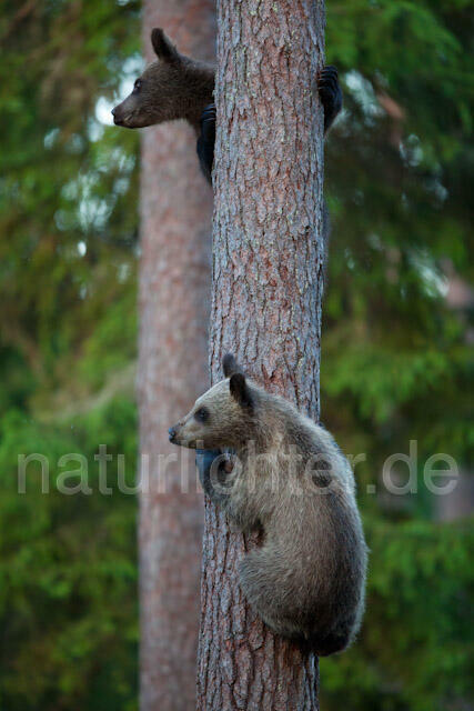R9507 Braunbär Jungtiere klettern auf Baum, Brown Bear cubs climb up a tree - Christoph Robiller