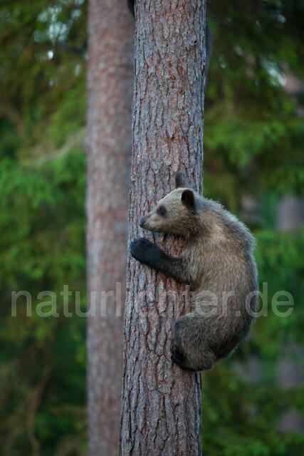 R9508 Braunbär Jungtier klettert auf Baum, Brown Bear cub climb up a tree - Christoph Robiller