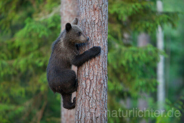 R9512 Braunbär Jungtier klettert auf Baum, Brown Bear cub climb up a tree - Christoph Robiller