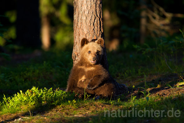 R9521 Braunbär mit Jungtier, Brown Bear female with cub - Christoph Robiller