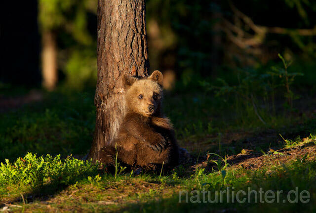 R9523 Braunbär Jungtier, Brown Bear cub - Christoph Robiller