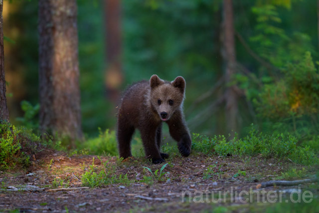 R9524 Braunbär Jungtier, Brown Bear cub - Christoph Robiller