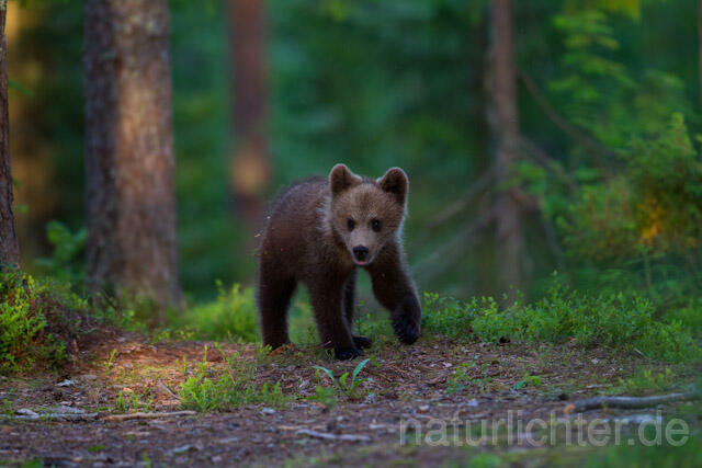 R9524 Braunbär Jungtier, Brown Bear cub - Christoph Robiller