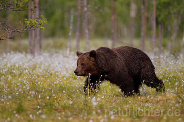 R9525 Braunbär, Brown Bear - Christoph Robiller